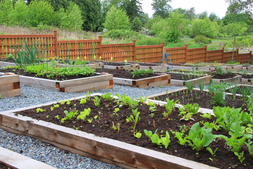 food garden