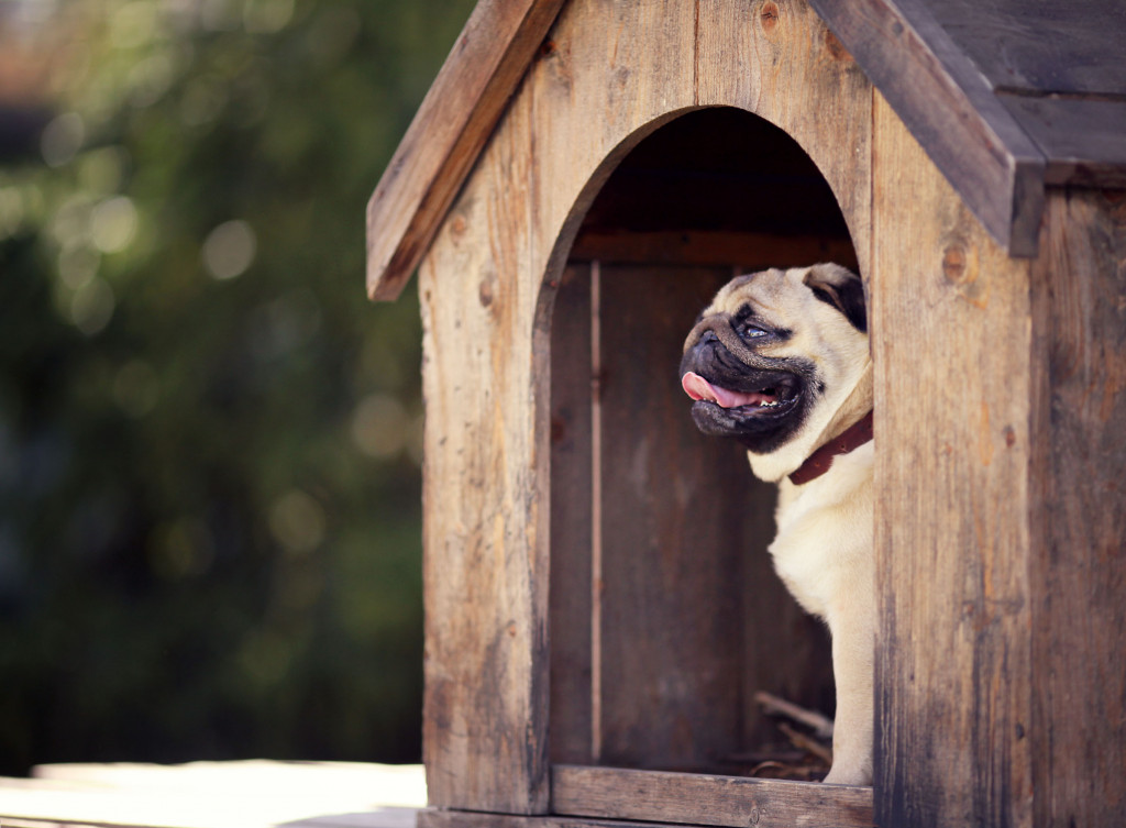 pug in a doghouse
